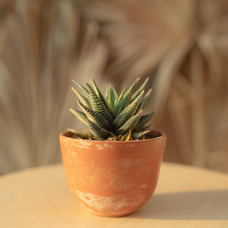 basil plant pot size Easy to Grow Basil Seed
