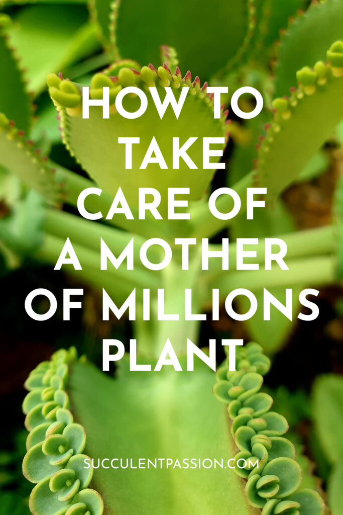 Caring for mother of millions plant kalanchoe daigremontiana in 2024